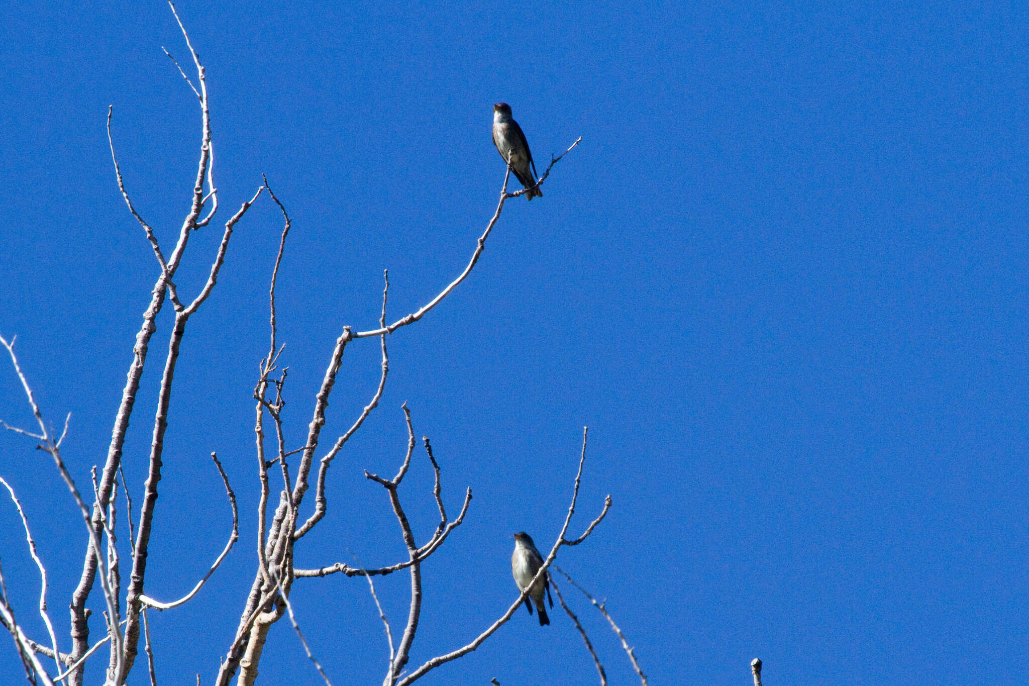 Image of Olive-Sided Flycatcher