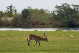 Image of Lechwe -- Southern Lechwe