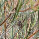 Sivun Grevillea biformis Meissn. kuva