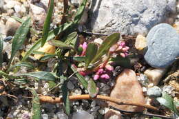 Image of Puritan Smartweed