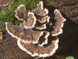 Image of Turkey Tail