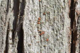 Image of dotted lichen
