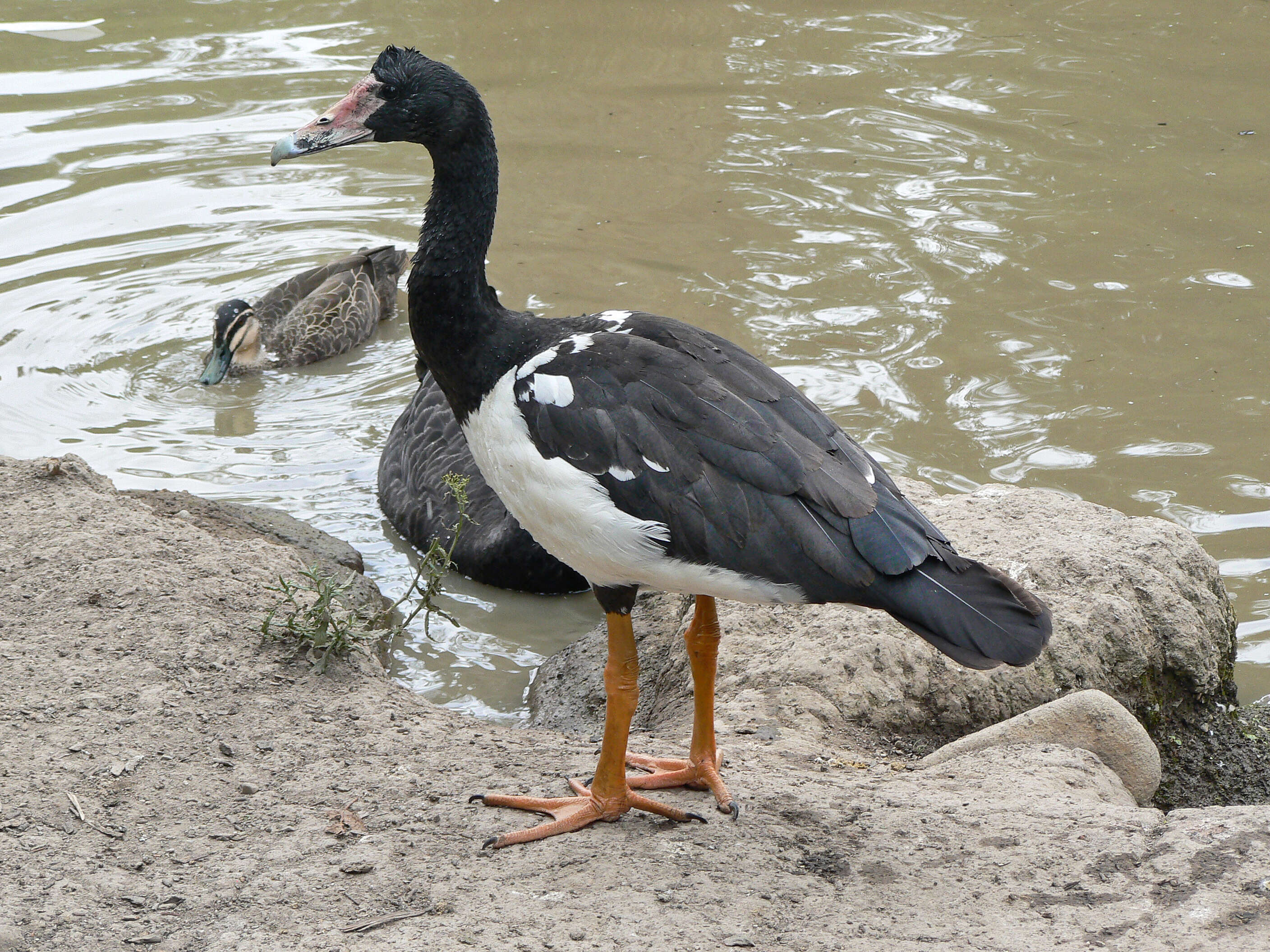 Image of magpie-goose