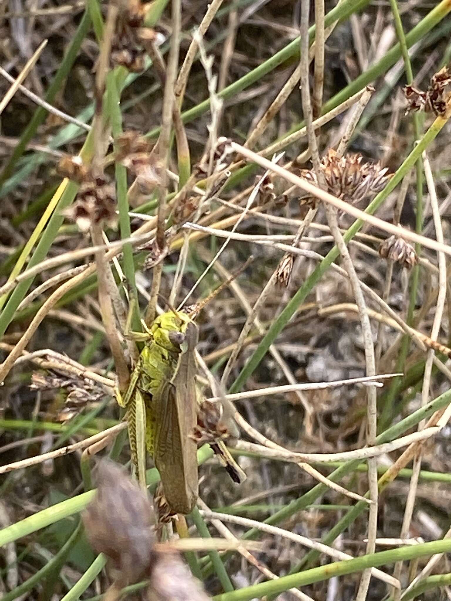 Imagem de Stethophyma gracile (Scudder & S. H. 1862)