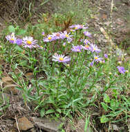 Image of Aster amellus subsp. bessarabicus (Rchb.) Soó