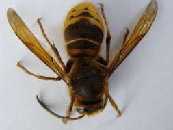 Image of Hornet