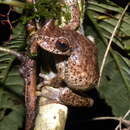 Image of Honduras Spikethumb Frog