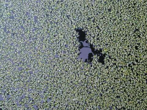 Image of Common Duckweed