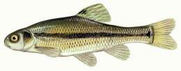 Image of Fathead Minnow