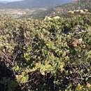 Arctostaphylos rainbowensis J. E. Keeley & A. Massihi resmi