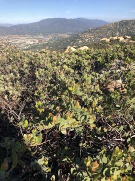 Слика од Arctostaphylos rainbowensis J. E. Keeley & A. Massihi