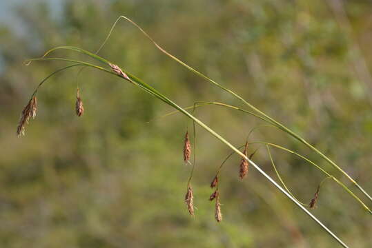 Image of rock-dwelling sedge