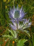 Eryngium alpinum L. resmi