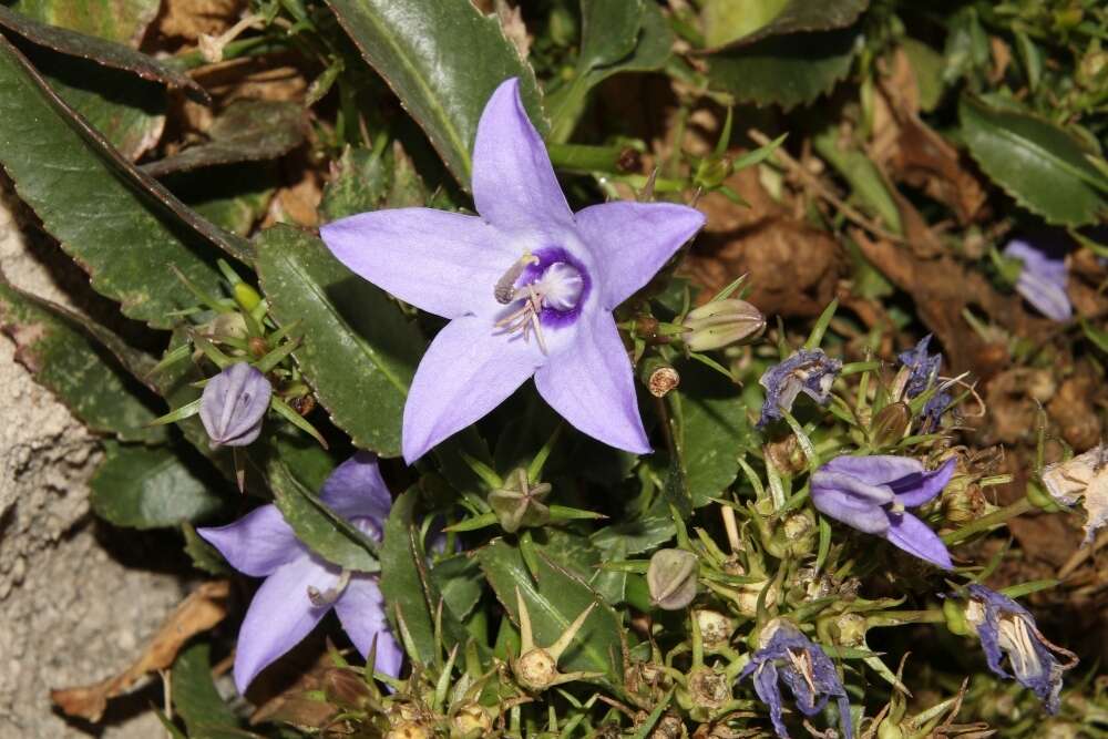 Campanula versicolor subsp. tenorei resmi