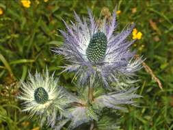 Eryngium alpinum L. resmi