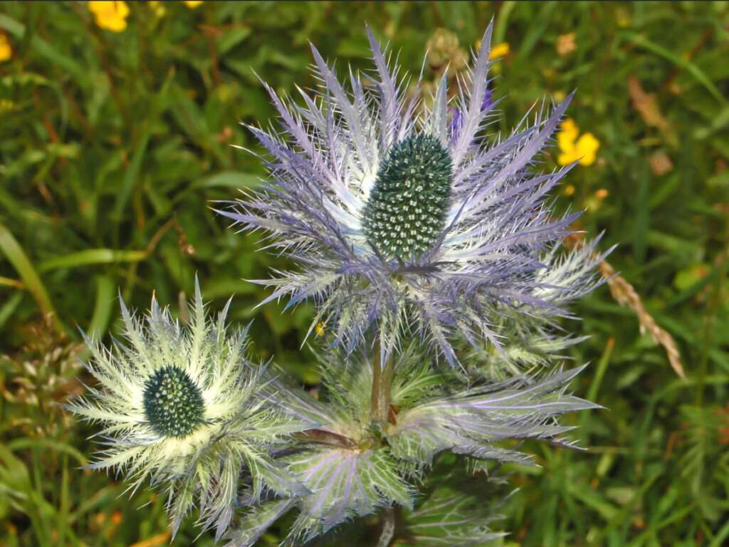 Eryngium alpinum L. resmi