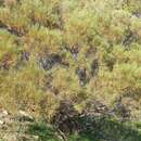 Image of broom wattle