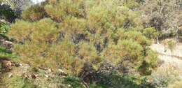 Image of broom wattle