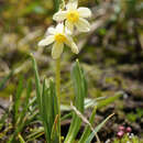 Primula orbicularis Hemsl. resmi