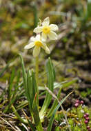 Image of Primula orbicularis Hemsl.
