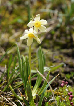 Primula orbicularis Hemsl. resmi