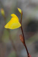 Image de Utricularia guyanensis A. DC.