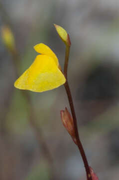 Image of Utricularia guyanensis A. DC.