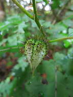 Image of Solanum mahoriense W. G. D' Arcy & A. Rakotozafy