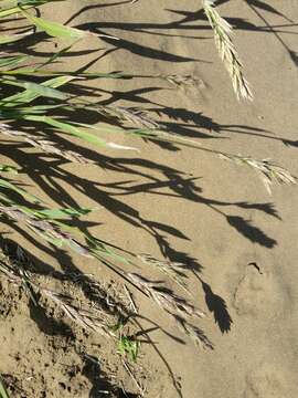 Image of seaside brome