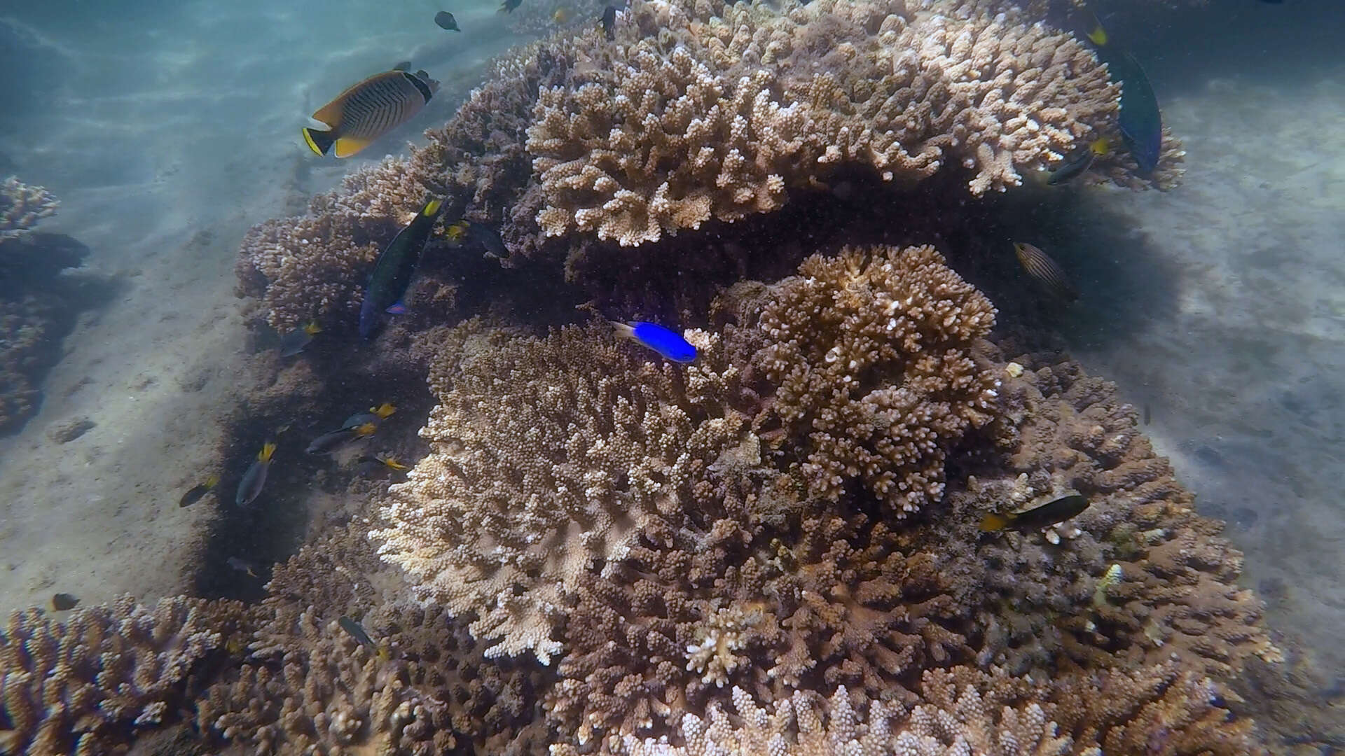 Image of Acropora Butterfly