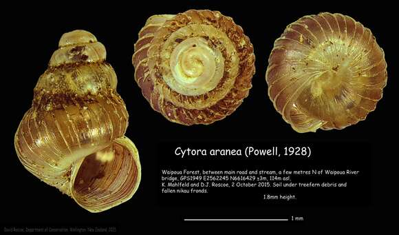 Image of Cytora aranea (Powell 1928)