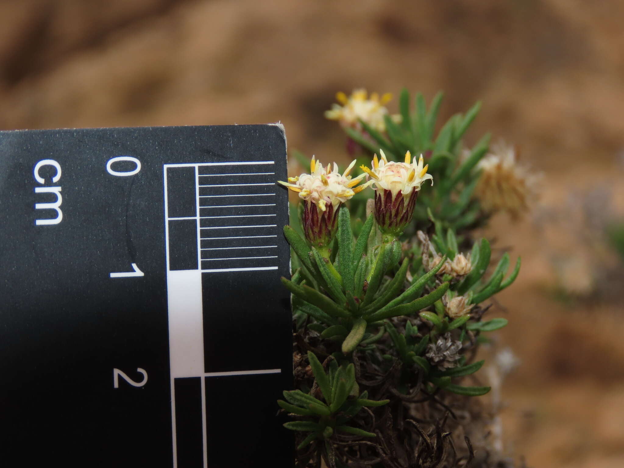 Image of Baccharis taltalensis I. M. Johnston