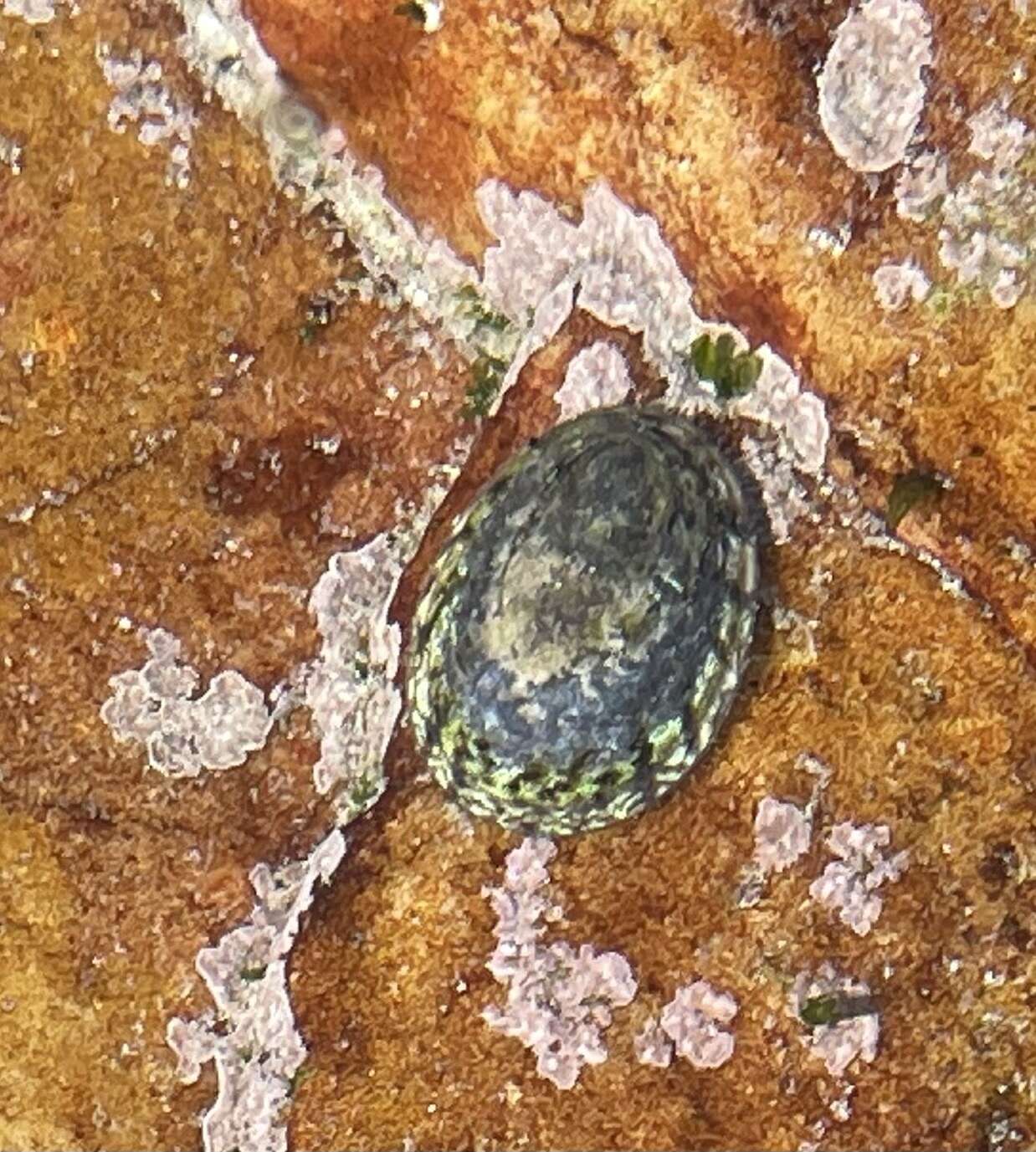 Image of rayed limpet