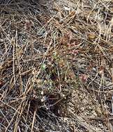 Image of Eriogonum wrightii var. oresbium J. L. Reveal