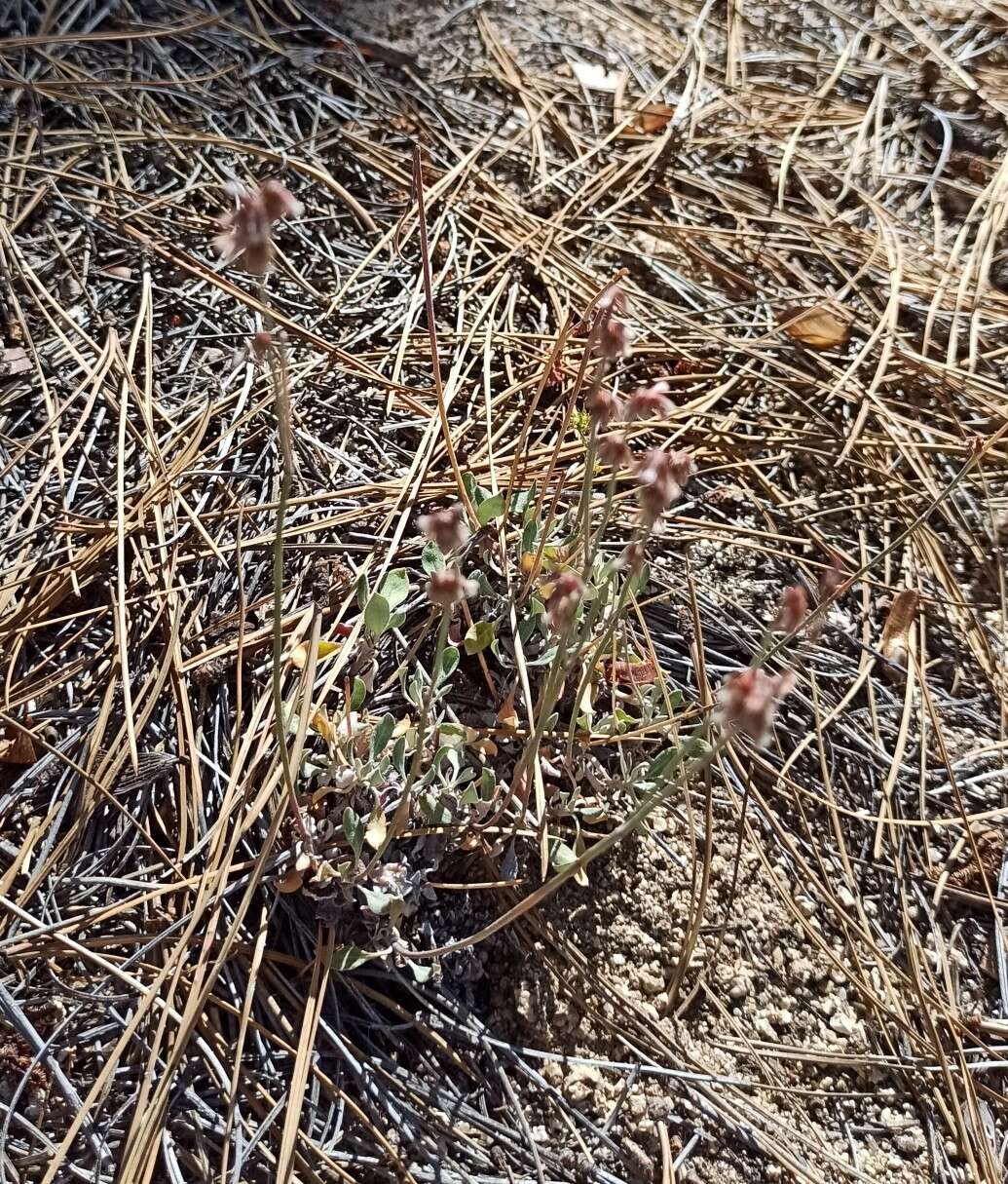 Image of Eriogonum wrightii var. oresbium J. L. Reveal