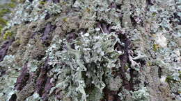 Imagem de Ramalina fraxinea (L.) Ach.