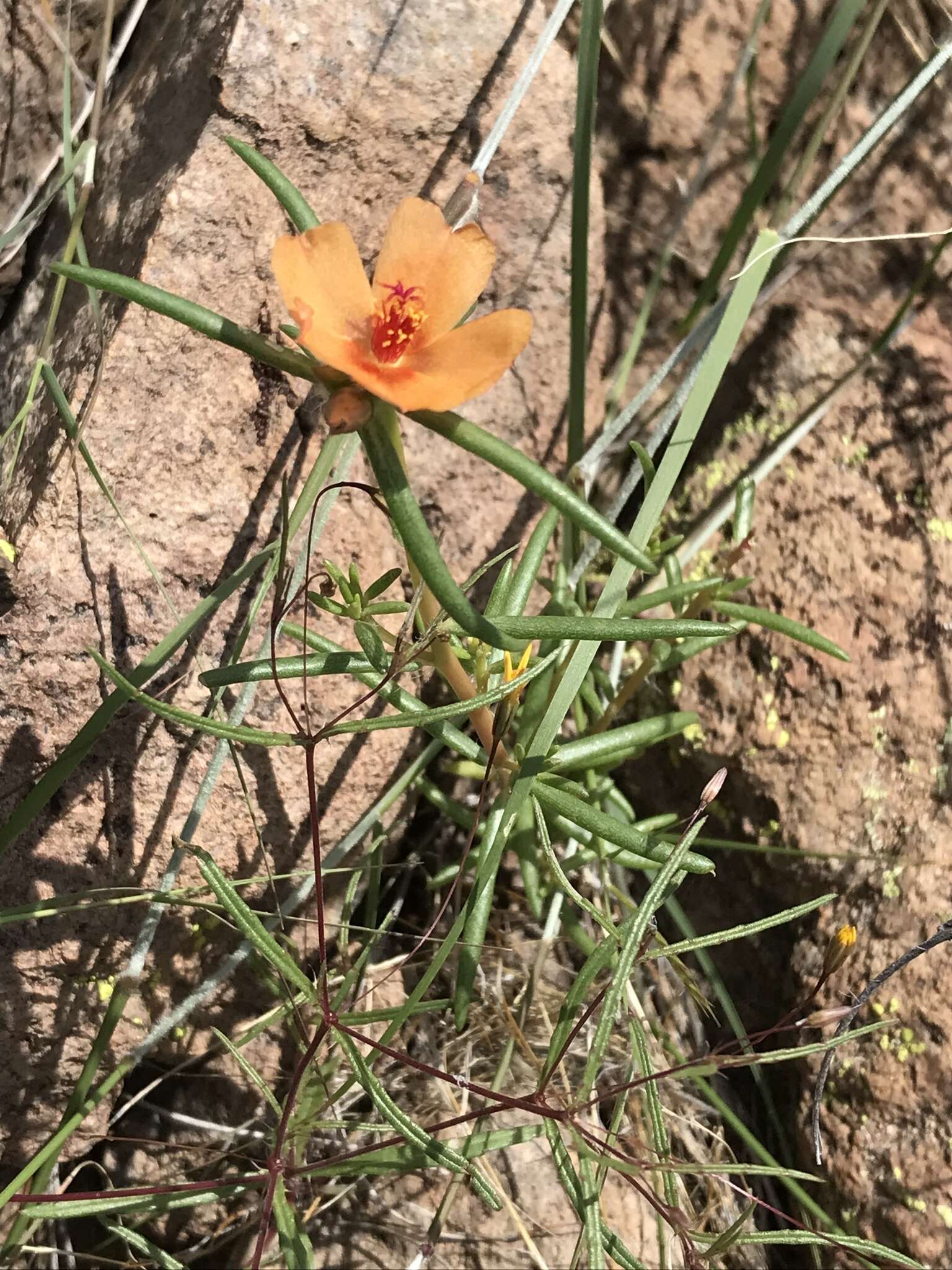 Image of shrubby purslane