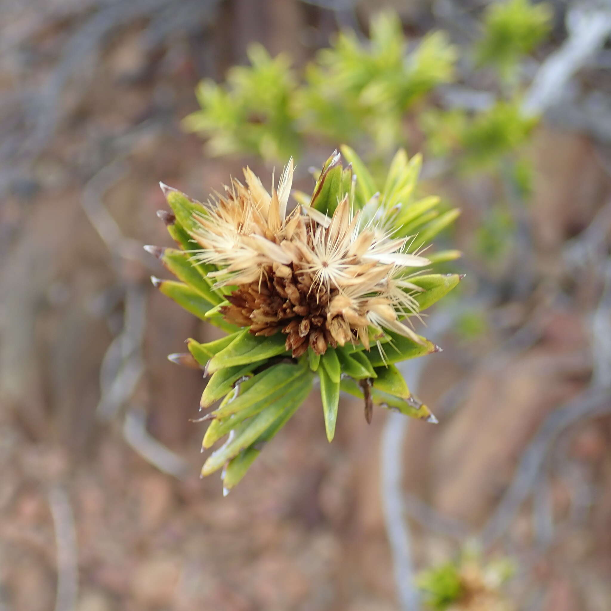 Image of Pteronia fasciculata L. fil.