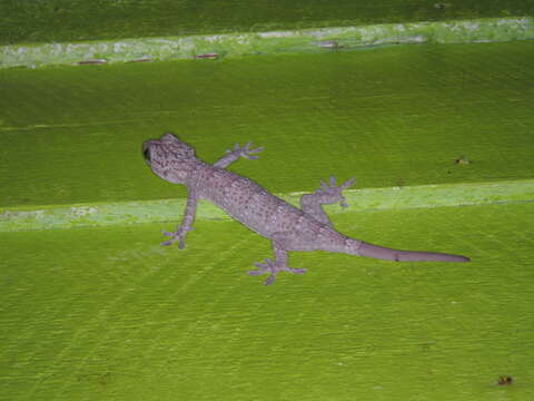 صورة Gekko albofasciolatus (Günther 1867)