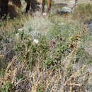 Epilobium canum subsp. latifolium (Hook.) P. H. Raven resmi