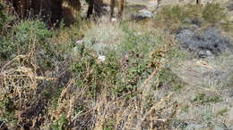 Image de Epilobium canum subsp. latifolium (Hook.) P. H. Raven