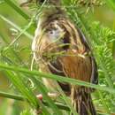 Image of Cisticola juncidis terrestris (Smith & A 1842)