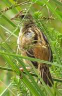 Image of Cisticola juncidis terrestris (Smith & A 1842)