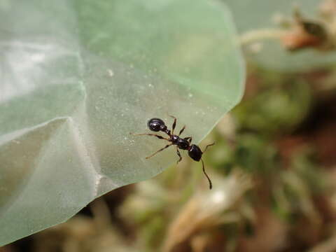 Image of <i>Temnothorax pergandei</i>