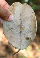 Image of brown-woolly fig