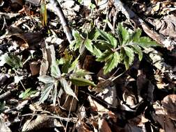 Image de Hydrophyllum virginianum var. virginianum