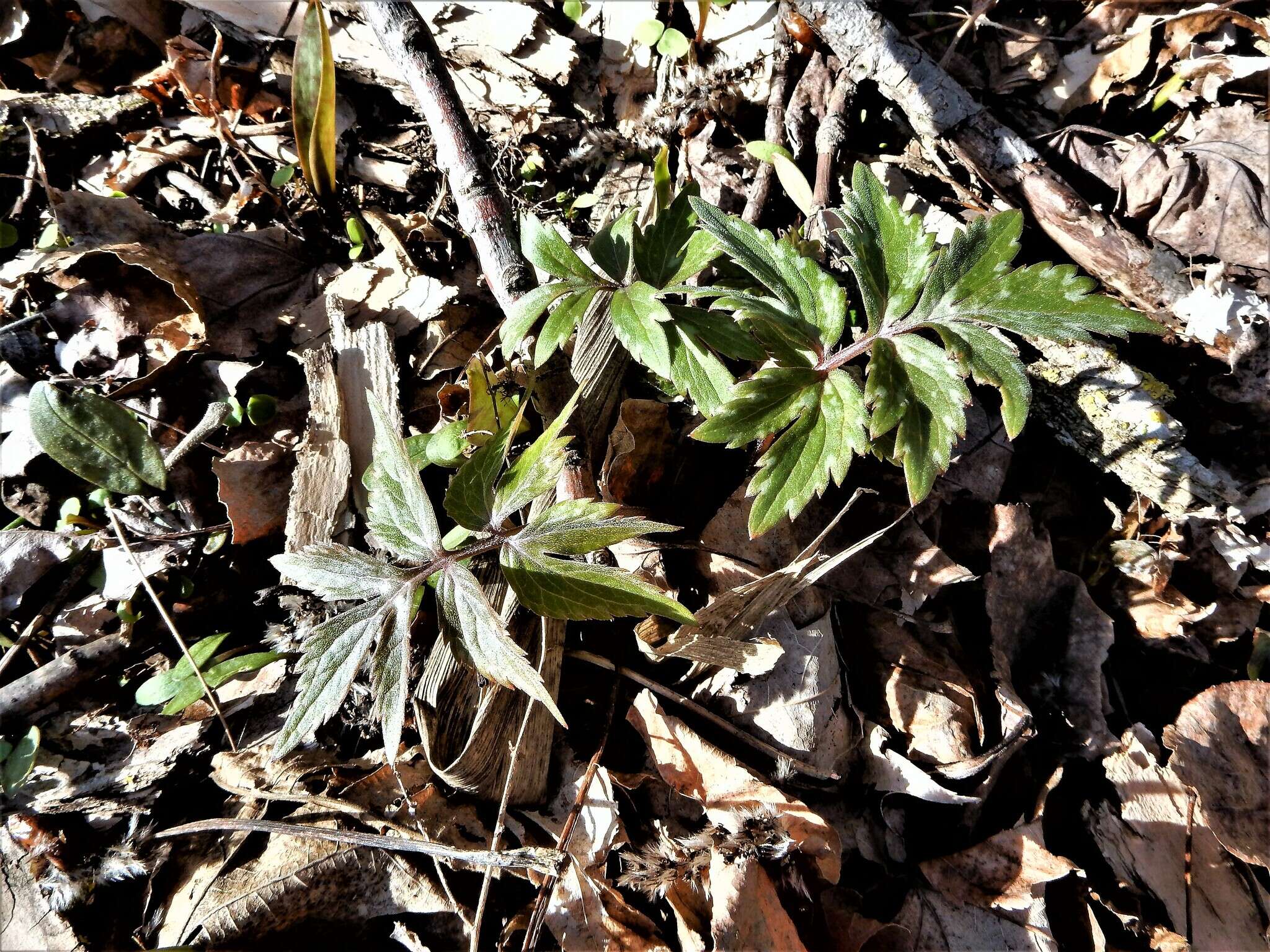 Image de Hydrophyllum virginianum var. virginianum