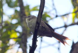 Image of Stripe-crowned Spinetail
