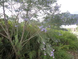 Image of Psoralea montana