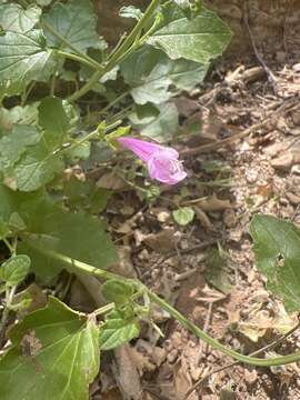 Image de Salvia henryi A. Gray